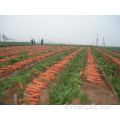 Carottes fraîches dans un carton